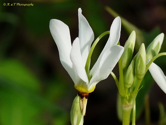 {Dodecatheon meadia}